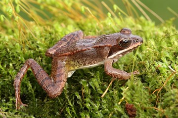 Immature Wood Frog (Rana sylvatica)