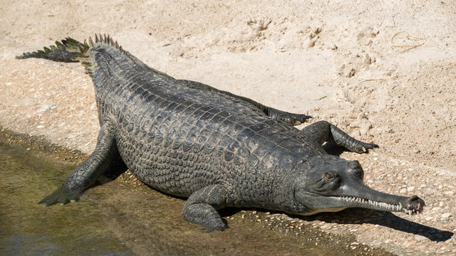 Indian Gharial