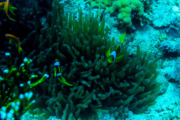 Naklejka na ściany i meble underwater coral garden with anemone and a pair of yellow clownfish