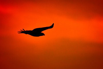 Sunset hunt