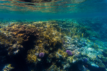 Variety of soft and hard coral shapes, sponges and branches in the deep blue ocean. Yellow, pin, green, purple and brown diversity of living clean undamaged corals.