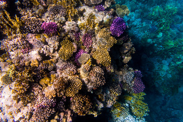 Naklejka na ściany i meble Variety of soft and hard coral shapes, sponges and branches in the deep blue ocean. Yellow, pin, green, purple and brown diversity of living clean undamaged corals.
