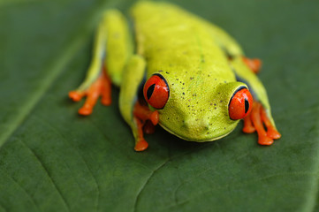 Red eyed tree frog from Costa Rica