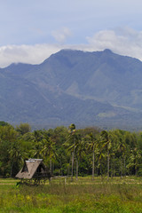 Rice fields with hut in front of forest and mountain. Tropical nature vertical photo.