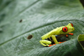 Red eyed tree frog