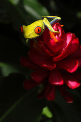 Costa Rican red eye tree frog