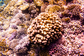 Naklejka na ściany i meble Variety of soft and hard coral shapes, sponges and branches in the deep blue ocean. Yellow, pin, green, purple and brown diversity of living clean undamaged corals.