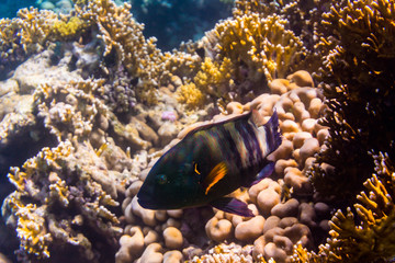 Variety of soft and hard coral shapes, sponges and branches in the deep blue ocean. Yellow, pin, green, purple and brown diversity of living clean undamaged corals.