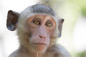 可愛いサル
