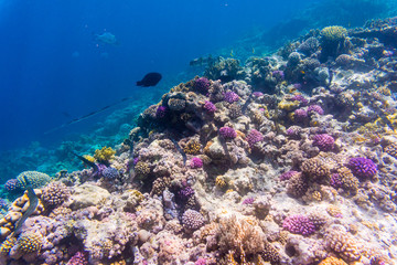 Underwater shoot of coral reef with a tiny fishes in clear water