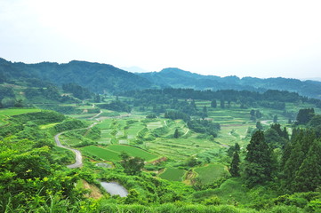 Fototapeta na wymiar Niigata Rice Field