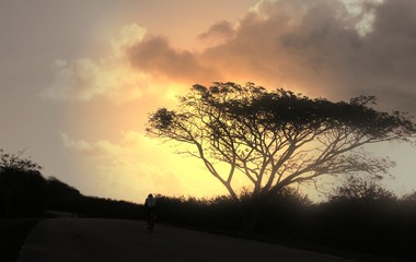 Tree silhouette A tree is silhouetted in the early morning hours in Marpi, Saipan, Northern Mariana Islands.