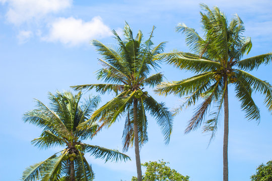 Tropical landscape with palm trees. Palm leaves on sky background.