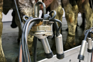 Milking automatic machine on a dairy farm.