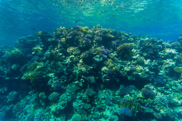 Naklejka na ściany i meble Coral in the clear sea water