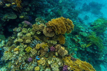 Tentacled flathead on coral reaf of Sharm El Sheih