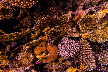 Stingray on coral reaf of Sharm El Sheih
