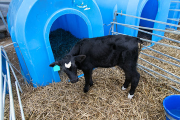 Young bull in a nursery for cows on a dairy farm.