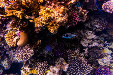 Stingray on coral reaf of Sharm El Sheih