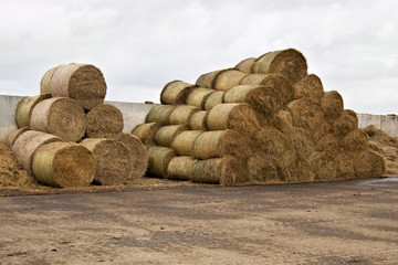Stocks of hay for cows on a dairy farm.