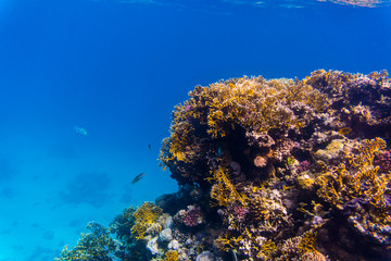 Stingray on coral reaf of Sharm El Sheih