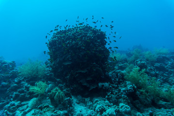 Tentacled flathead on coral reaf of Sharm El Sheih