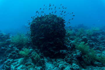 Naklejka na ściany i meble Tentacled flathead on coral reaf of Sharm El Sheih