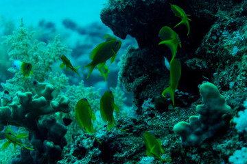 Tentacled flathead on coral reaf of Sharm El Sheih