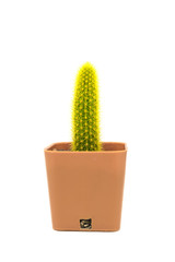 Single cactus isolated on white background.