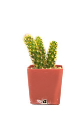 Single cactus isolated on white background.