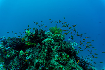 Naklejka na ściany i meble Tropical Fish on Vibrant Coral Reef, underwater scene