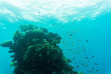Fototapeta na wymiar Tropical Fish on Vibrant Coral Reef, underwater scene