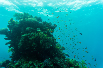 Naklejka na ściany i meble Tropical Fish on Vibrant Coral Reef, underwater scene