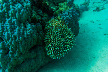 Naklejka na ściany i meble Stingray on coral reaf of Sharm El Sheih