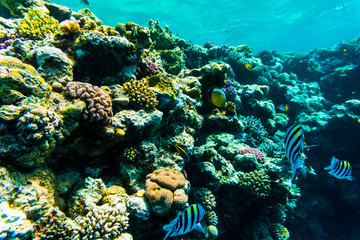 Naklejka na ściany i meble Stingray on coral reef of Sharm El Sheih