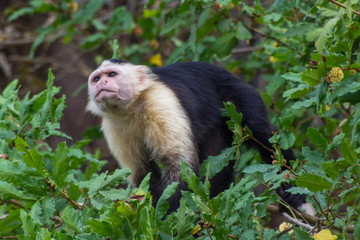 White-Faced Capuchin Monkey