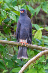 Snail Kite Hawk