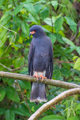 Snail Kite Hawk