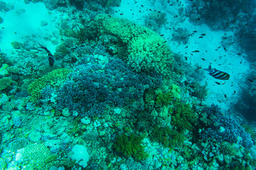 Fototapeta na wymiar vibrant underwater corall reef