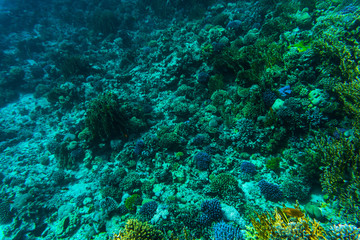 Fototapeta na wymiar Fishes on the reef, coral of Red sea
