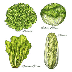 Cabbage and lettuce vegetable isoletad sketch - obrazy, fototapety, plakaty