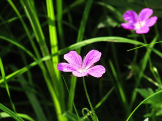 Fototapeta premium Wild geranium flower