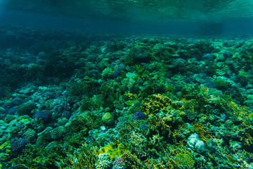 Fishes on the reef, coral of Red sea