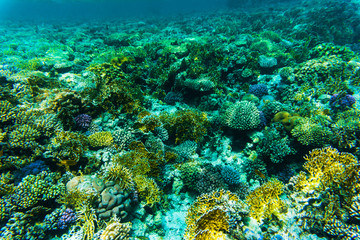 Naklejka na ściany i meble Fishes on the reef, coral of Red sea