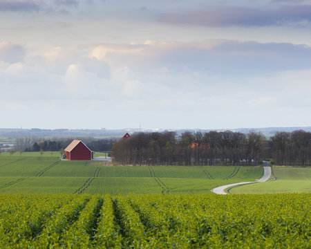Sweden, rural scene with fields and grove