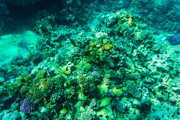 Fishes on the reef, coral of Red sea
