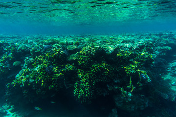 Fishes on the reef, coral of Red sea