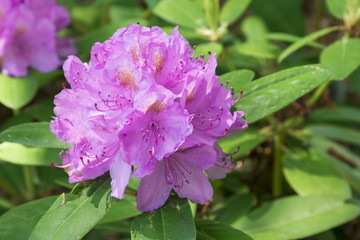 Blossoming rhododendron in the  garden
