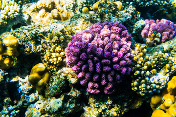 Naklejka na ściany i meble Fishes on the reaf, coral . Beauty corall
