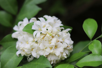 Obraz na płótnie Canvas White jasmine beautiful flowers on tree in the garden